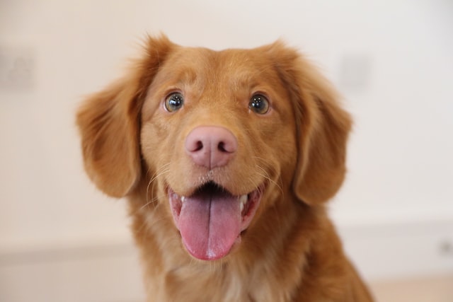 Brown and white dog with tongue out